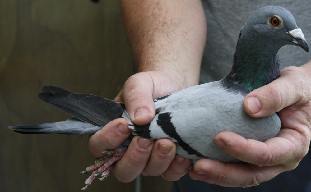 Yearling BBH 2nd Auckland Racing Pigeon Federation Timaru 560 miles 2012.