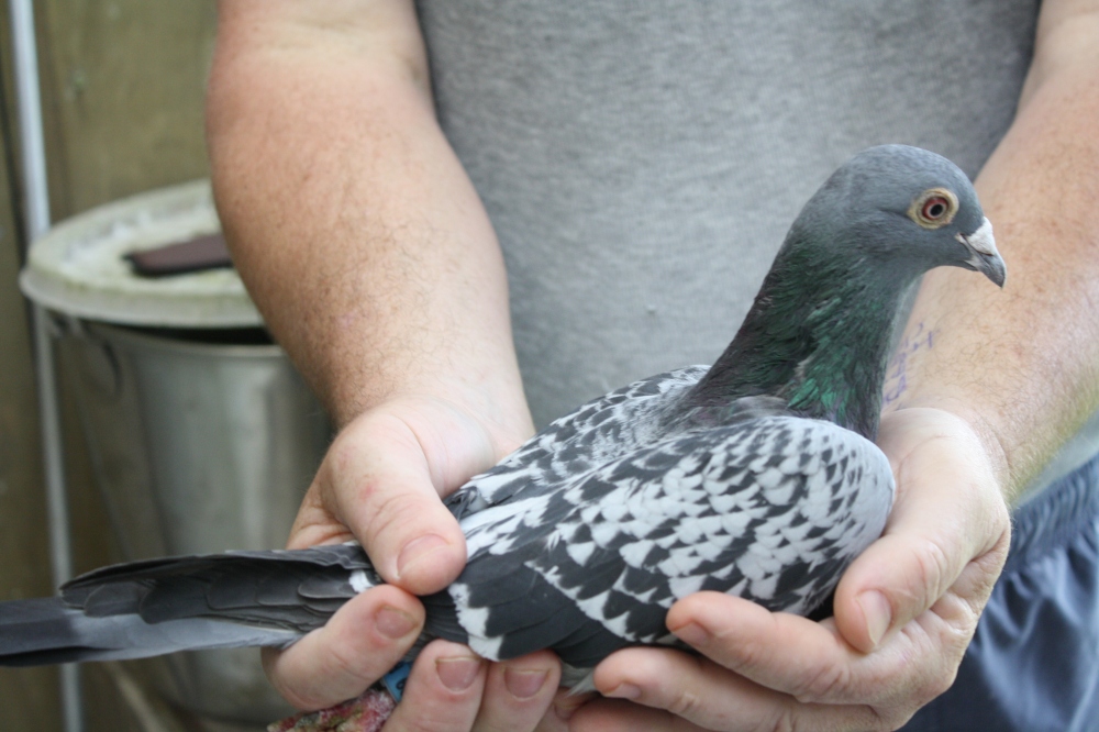 2 year old BCH 18th Auckland Racing Pigeon Federation Timaru 2012. 13 on the day birds from 77 liberated. This hen came the next morning from the north at 6.53am. 2 weeks later she was 6th ARPF Federation Invercargill 750 miles. I just entered the one bird.