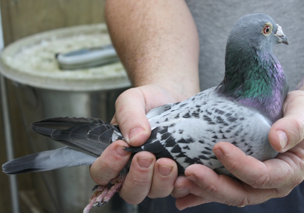 2 year old BCH 8th Auckland Racing Pigeon Federation Timaru 2012. 13 on the day birds from 77 liberated.