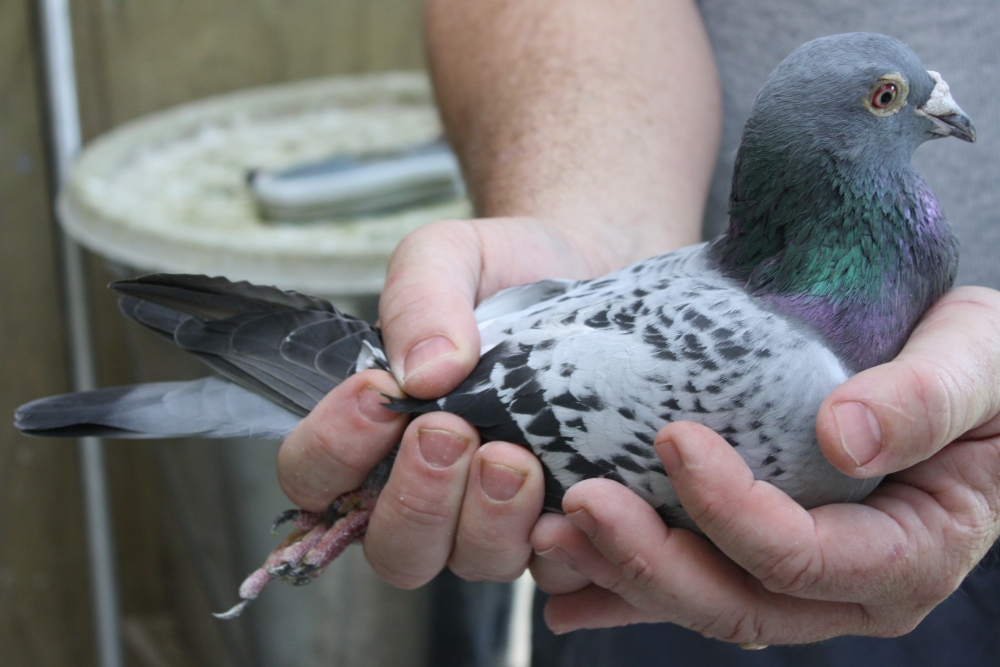 2 year old BCH 8th Auckland Racing Pigeon Federation Timaru 2012. 13 on the day birds from 77 liberated.