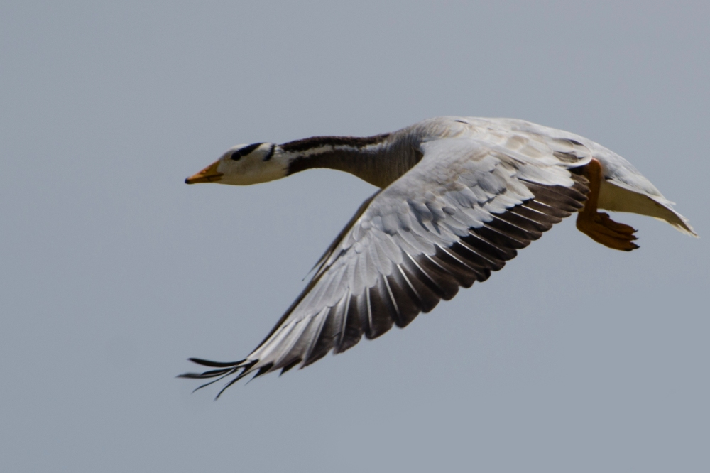 Bar-headed Goose in flight, light years ahead of our extreme distance racing pigeons.